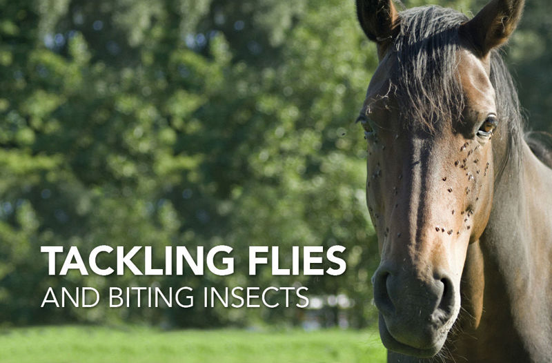 Tackling Flies and Biting Insects - Equine Science Matters™